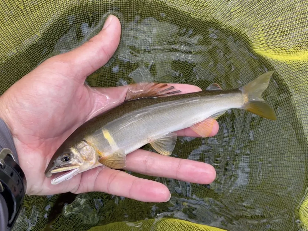 長良川郡上での終盤の鮎釣り！｜釣具のイシグロ |釣り情報サイト
